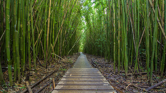 ~Bamboo Forest~