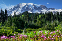 ~Paradise @ Mt Rainier~